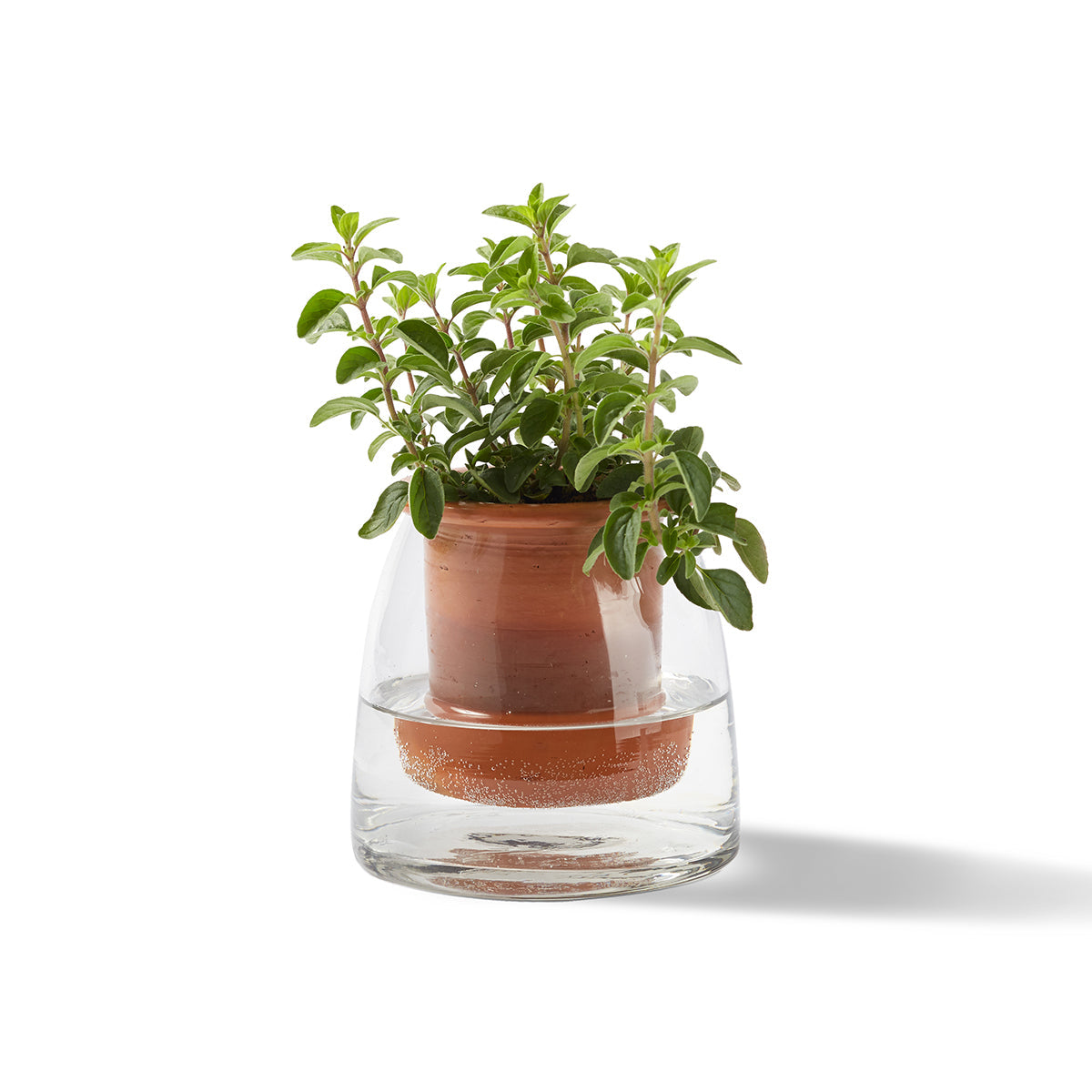 glass plant pots Glass and Terra Cotta Self-Watering Planter
